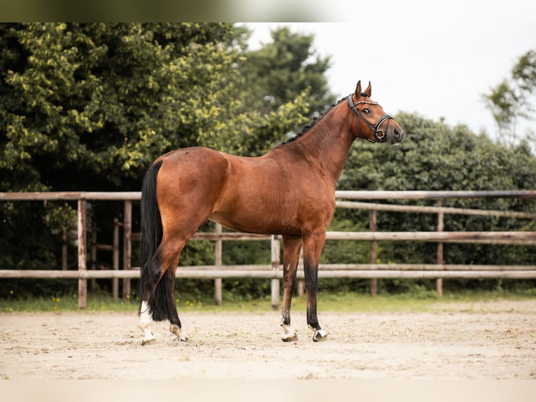 Poney de selle allemand Hongre 4 Ans 160 cm Bai in Nordermeldorf