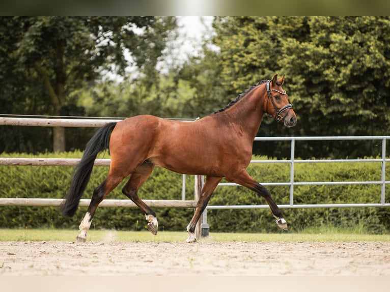 Poney de selle allemand Hongre 4 Ans 160 cm Bai in Nordermeldorf