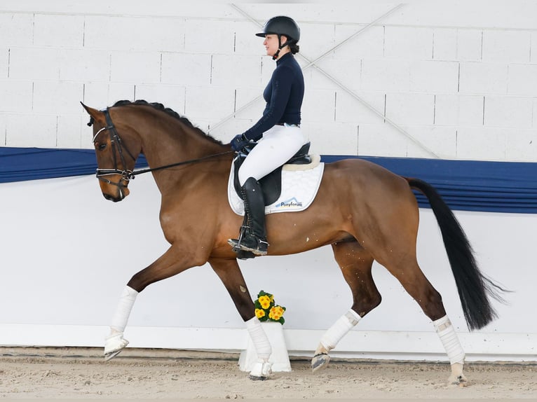 Poney de selle allemand Hongre 4 Ans 165 cm Bai in Marsberg