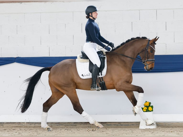 Poney de selle allemand Hongre 4 Ans 165 cm Bai in Marsberg