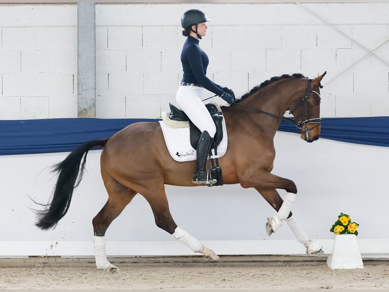 Poney de selle allemand Hongre 4 Ans 165 cm Bai in Marsberg