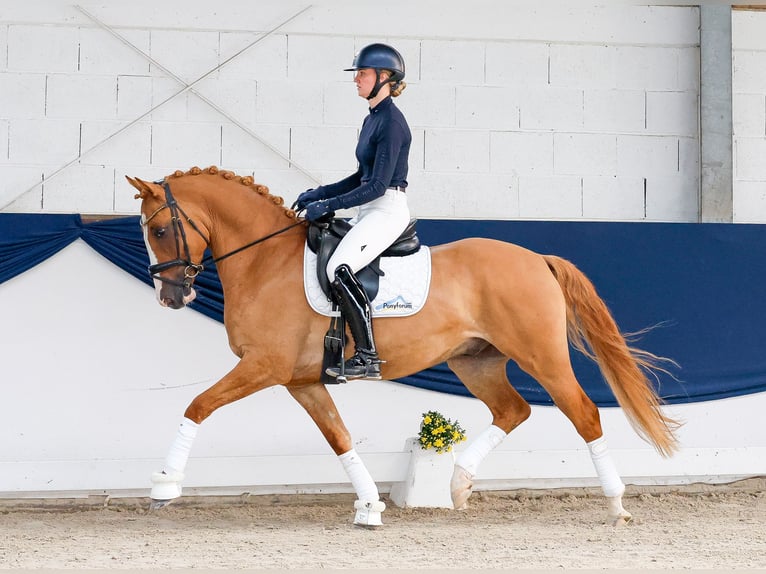 Poney de selle allemand Hongre 4 Ans Alezan in Marsberg