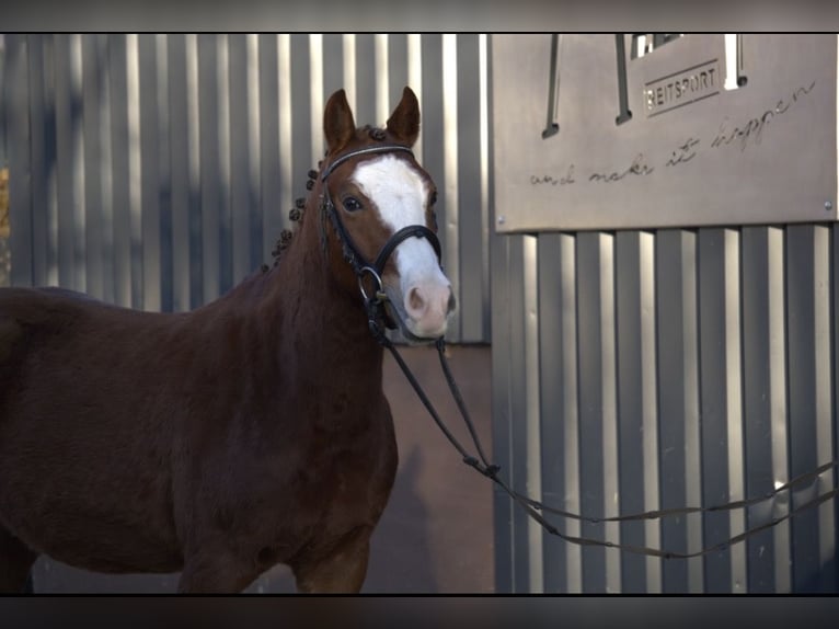 Poney de selle allemand Croisé Hongre 4 Ans Alezan in Nordstemmen