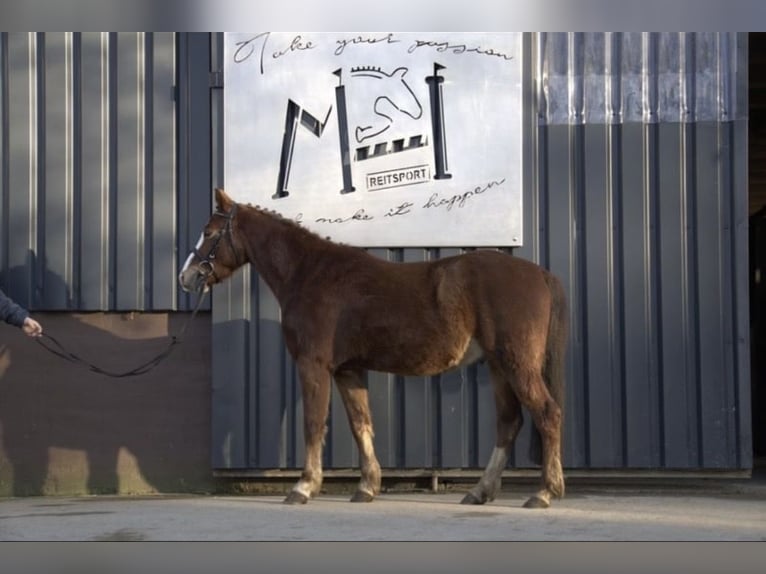 Poney de selle allemand Croisé Hongre 4 Ans Alezan in Nordstemmen