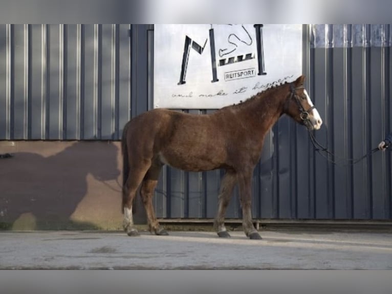 Poney de selle allemand Croisé Hongre 4 Ans Alezan in Nordstemmen
