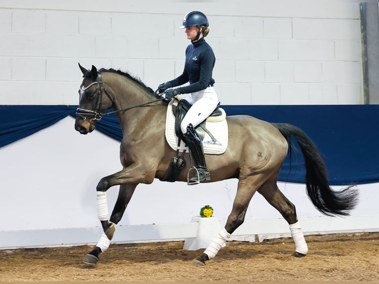 Poney de selle allemand Hongre 4 Ans Bai brun in Marsberg