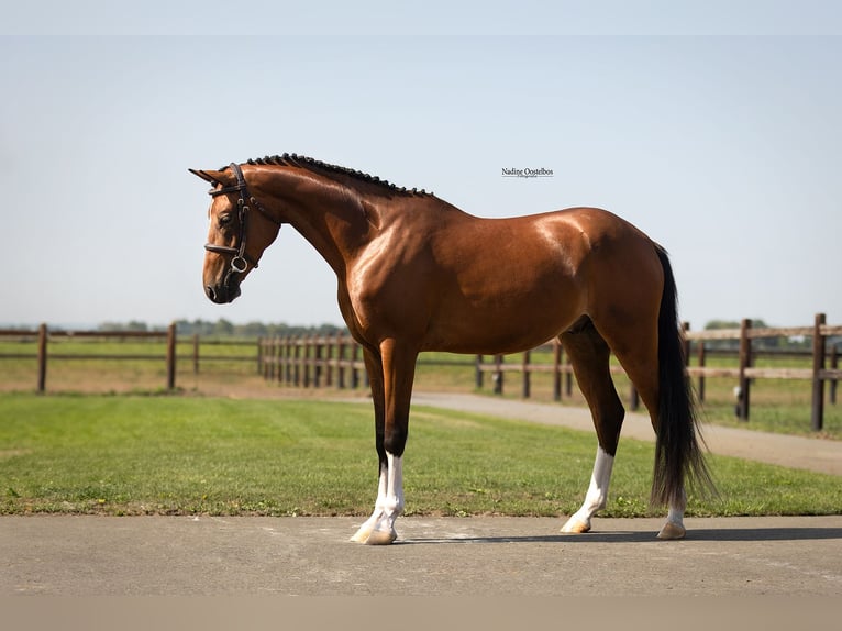 Poney de selle allemand Hongre 4 Ans Bai in Oost West en Middelbeers
