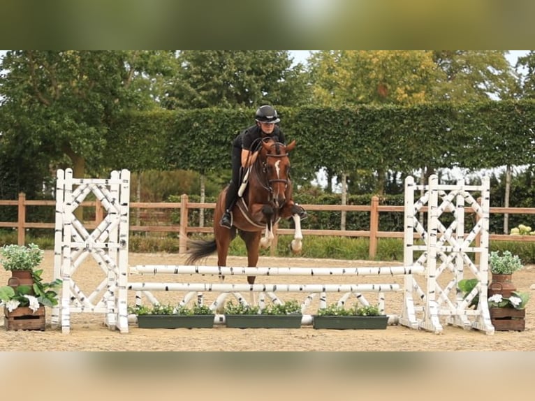 Poney de selle allemand Hongre 4 Ans Bai in Oost West en Middelbeers