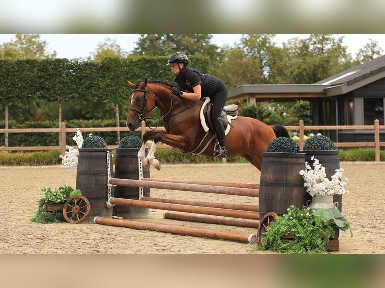 Poney de selle allemand Hongre 4 Ans Bai in Oost West en Middelbeers