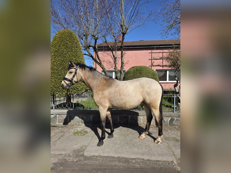 Poney de selle allemand Hongre 4 Ans Buckskin in Lüdershagen