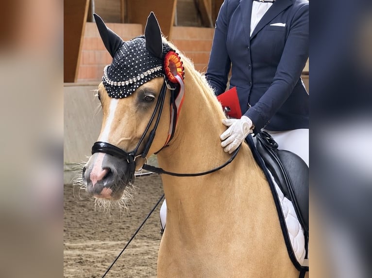 Poney de selle allemand Hongre 4 Ans Palomino in Bochum