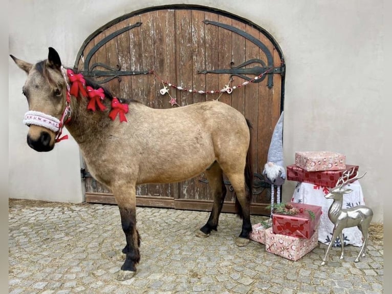 Poney de selle allemand Hongre 5 Ans 130 cm in Emmersdorf