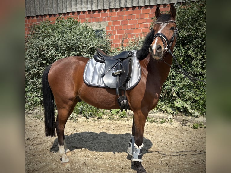 Poney de selle allemand Hongre 5 Ans 134 cm Bai in Selm