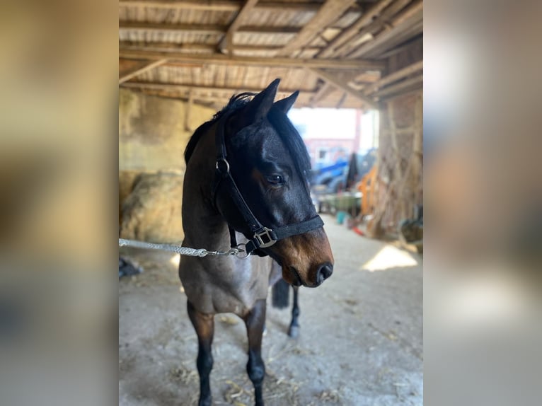 Poney de selle allemand Hongre 5 Ans 138 cm Bai brun in Visselhövede