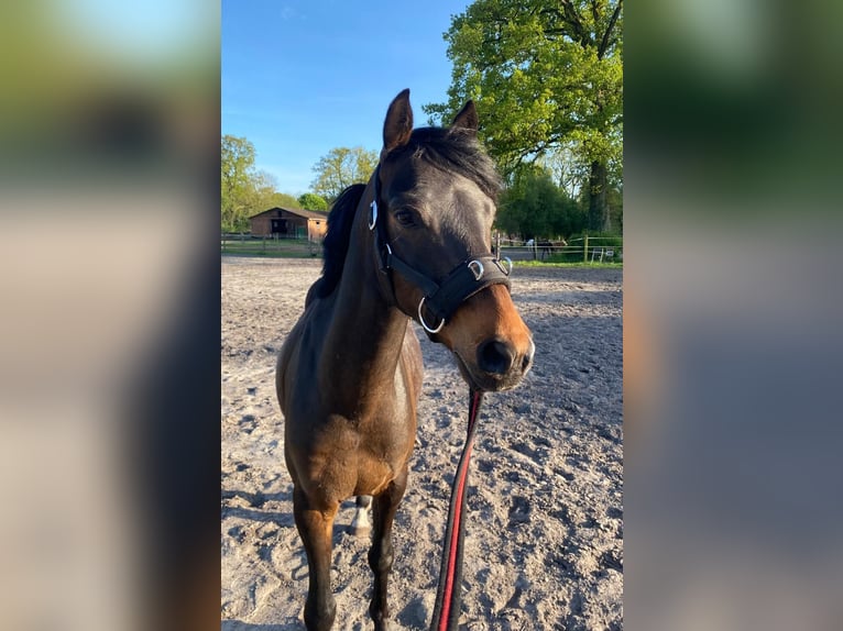 Poney de selle allemand Hongre 5 Ans 138 cm Bai brun in Visselhövede