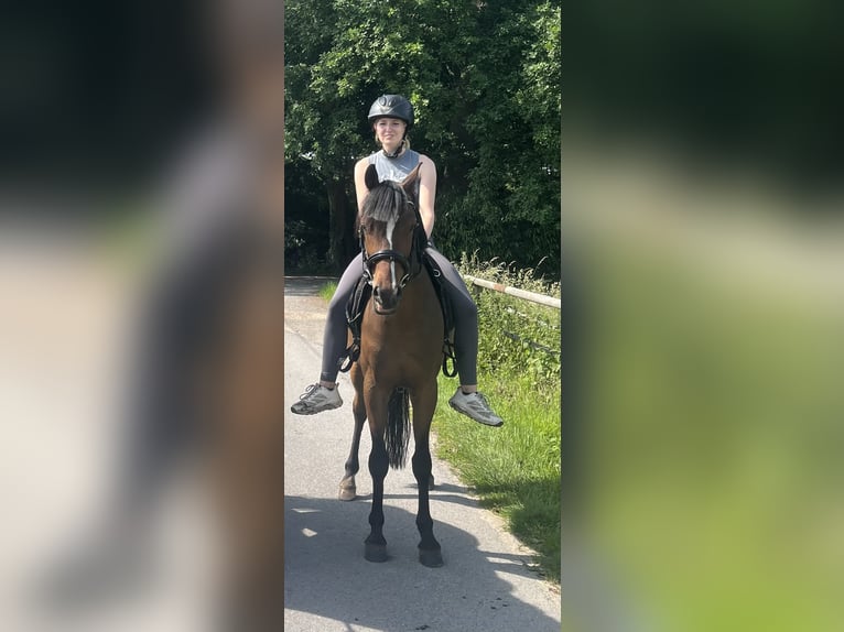 Poney de selle allemand Hongre 5 Ans 140 cm Bai brun in Castrop-Rauxel