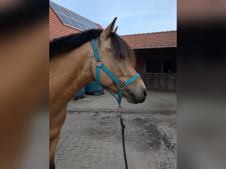 Poney de selle allemand Croisé Hongre 5 Ans 140 cm Isabelle in Quernheim