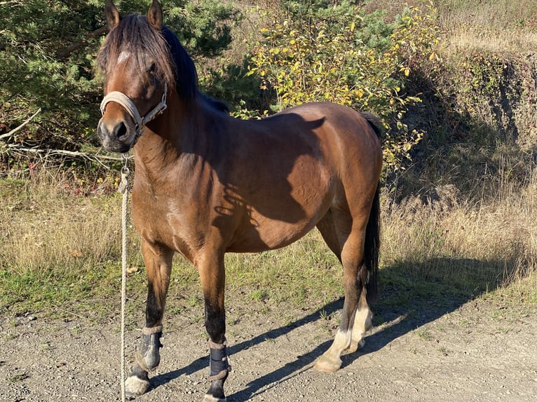 Poney de selle allemand Hongre 5 Ans 142 cm Bai in Gladenbach