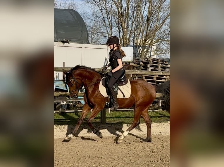 Poney de selle allemand Hongre 5 Ans 143 cm Bai in Glückstadt