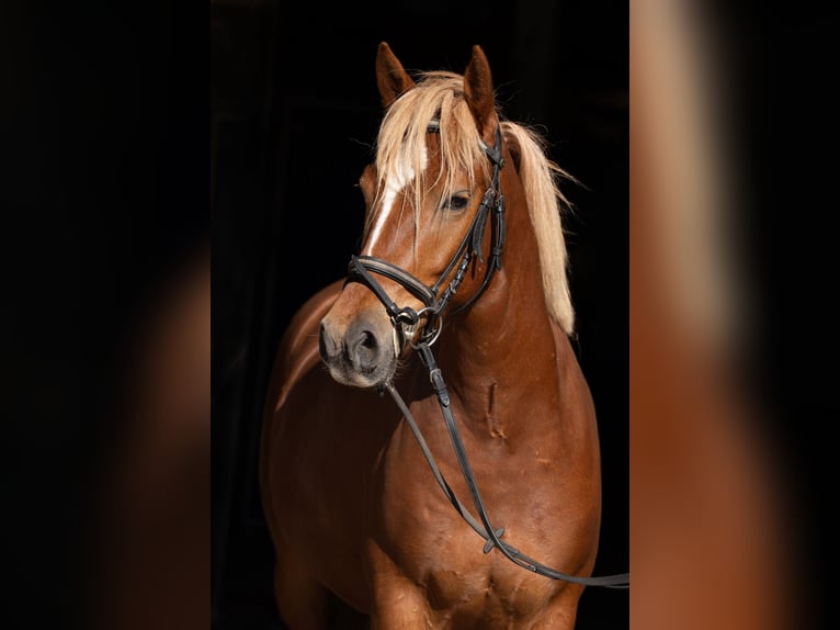Poney de selle allemand Hongre 5 Ans 144 cm Alezan in Kummersdorf-Gut
