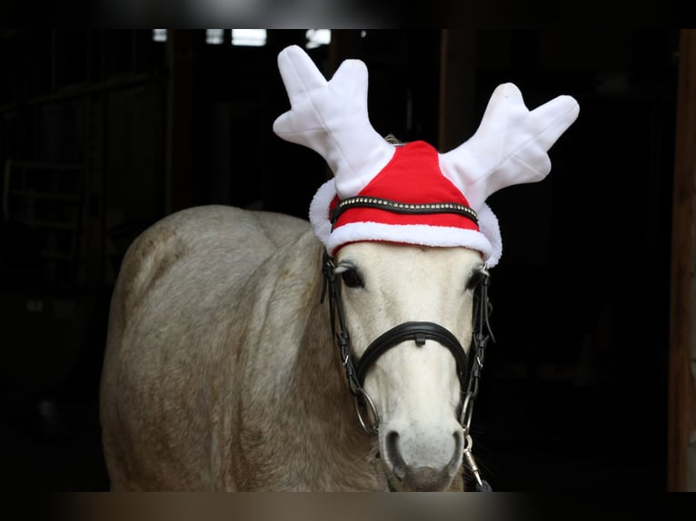 Poney de selle allemand Hongre 5 Ans 144 cm Gris in Buchen (Odenwald)