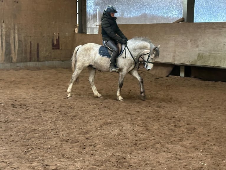 Poney de selle allemand Hongre 5 Ans 144 cm Gris in Buchen (Odenwald)