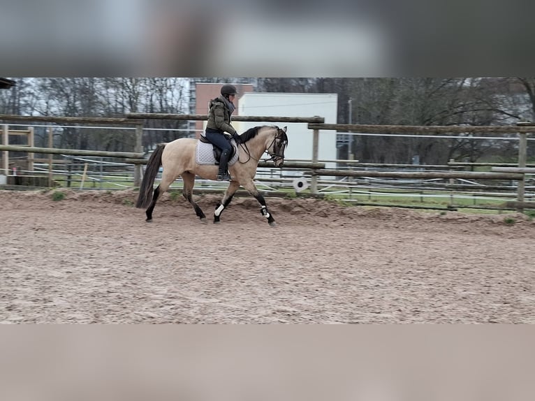 Poney de selle allemand Hongre 5 Ans 144 cm Isabelle in Ebersbach an der Fils