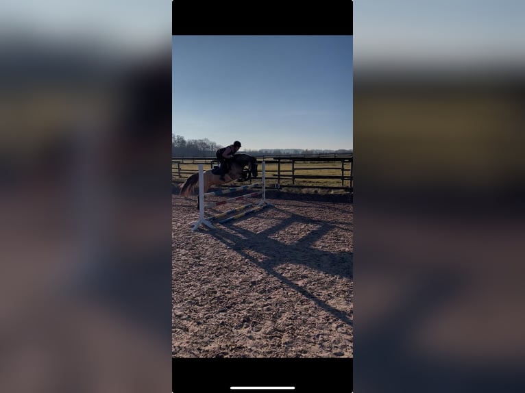 Poney de selle allemand Hongre 5 Ans 144 cm Isabelle in Ebersbach an der Fils