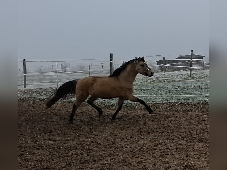 Poney de selle allemand Hongre 5 Ans 144 cm Isabelle in Ebersbach an der Fils