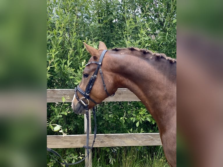 Poney de selle allemand Hongre 5 Ans 145 cm Alezan brûlé in Hude (Oldenburg)Hude