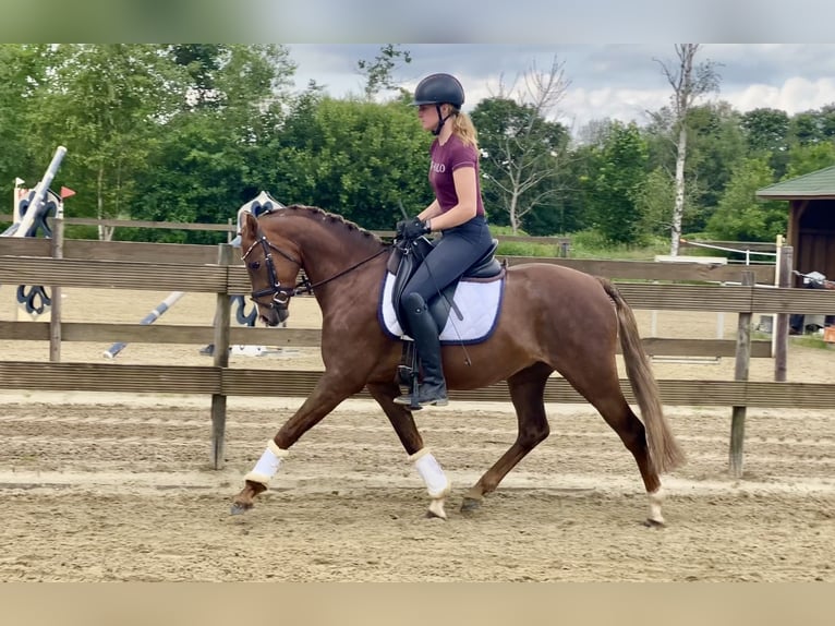 Poney de selle allemand Hongre 5 Ans 145 cm Alezan brûlé in Hude (Oldenburg)Hude