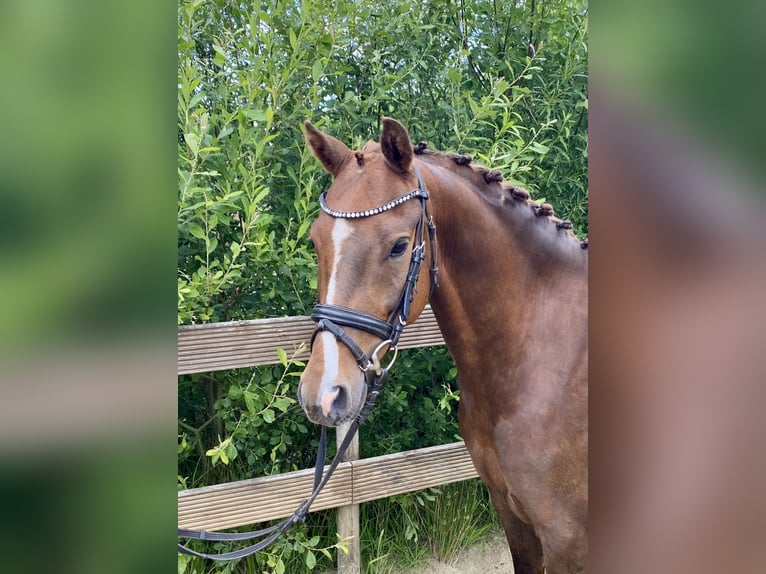 Poney de selle allemand Hongre 5 Ans 145 cm Alezan brûlé in Hude (Oldenburg)Hude