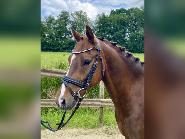 Poney de selle allemand Hongre 5 Ans 145 cm Alezan brûlé in Hude (Oldenburg)Hude