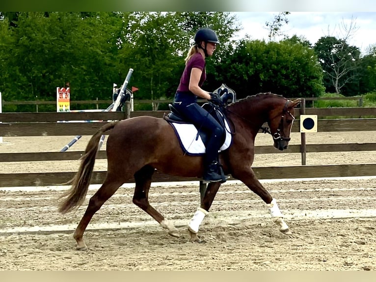 Poney de selle allemand Hongre 5 Ans 145 cm Alezan brûlé in Hude (Oldenburg)Hude