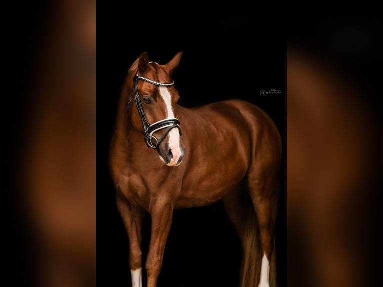 Poney de selle allemand Hongre 5 Ans 145 cm Alezan in Bad Pyrmont