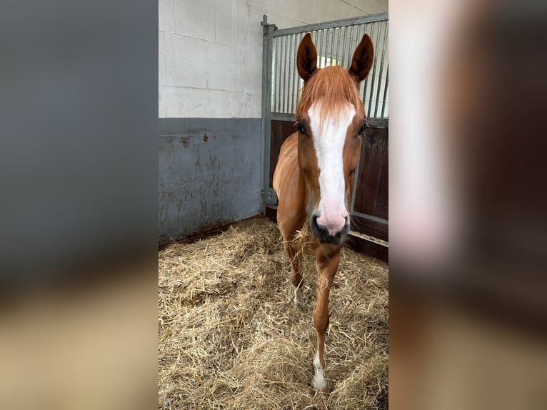 Poney de selle allemand Hongre 5 Ans 145 cm Alezan in Löhne