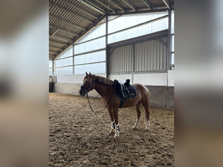 Poney de selle allemand Croisé Hongre 5 Ans 145 cm Alezan in Gummersbach