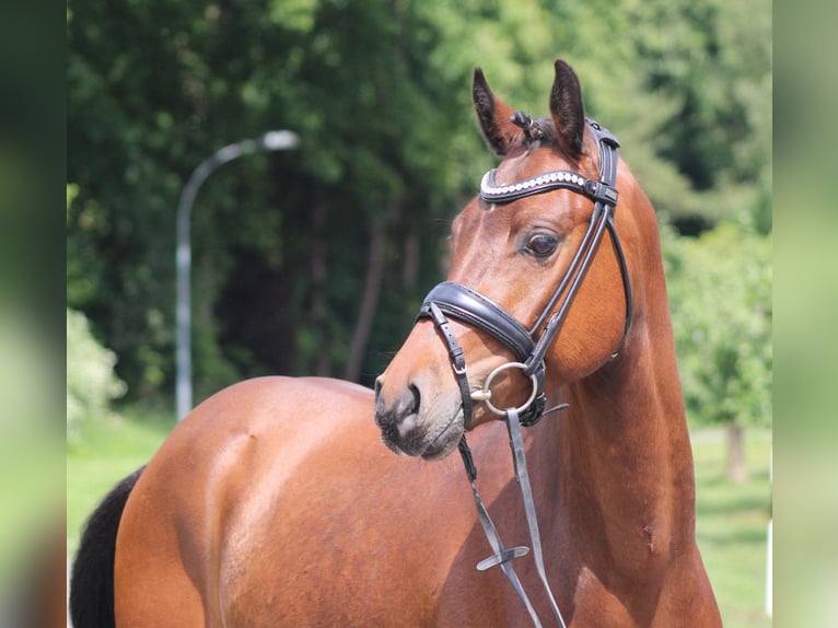 Poney de selle allemand Hongre 5 Ans 145 cm Bai in Deinstedt
