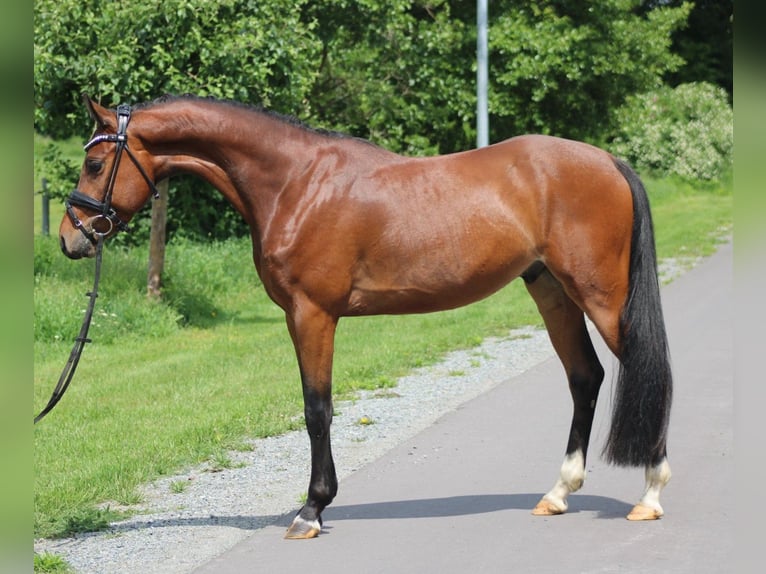Poney de selle allemand Hongre 5 Ans 145 cm Bai in Deinstedt