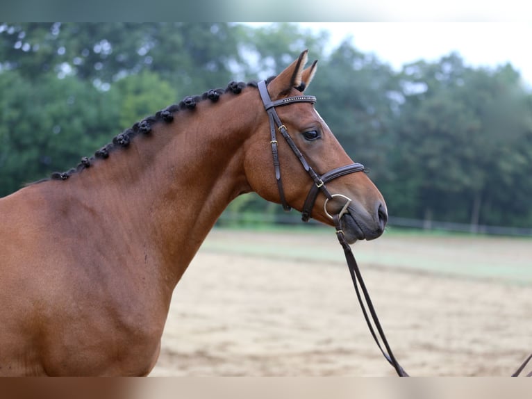 Poney de selle allemand Hongre 5 Ans 145 cm Bai in Heek