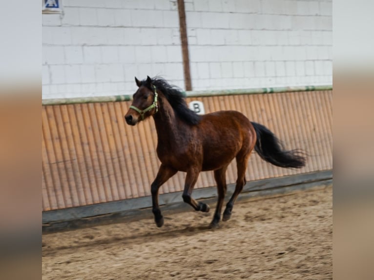 Poney de selle allemand Croisé Hongre 5 Ans 145 cm Bai in OrtenbergOrtenberg