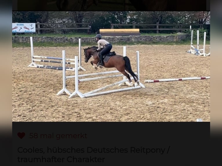 Poney de selle allemand Hongre 5 Ans 145 cm Bai in Mülheim an der Ruhr