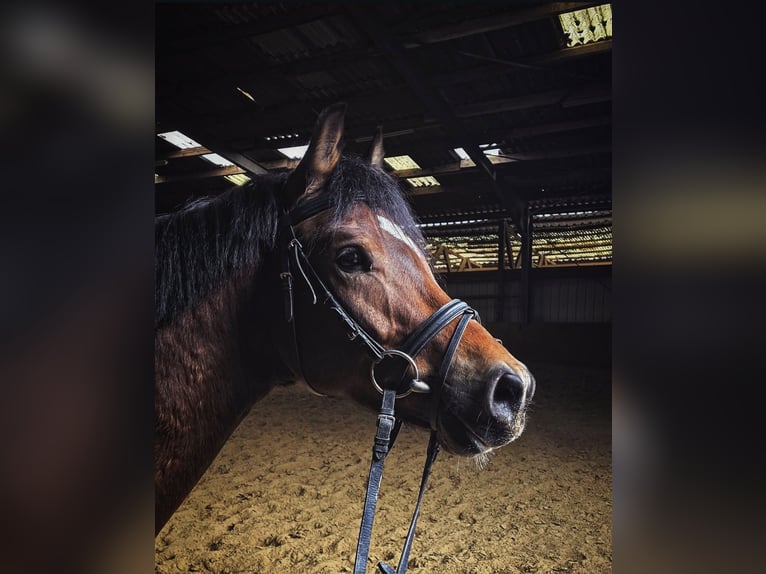 Poney de selle allemand Hongre 5 Ans 145 cm Bai in Mülheim an der Ruhr