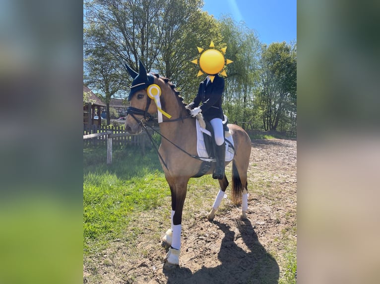 Poney de selle allemand Hongre 5 Ans 145 cm Buckskin in Sontra