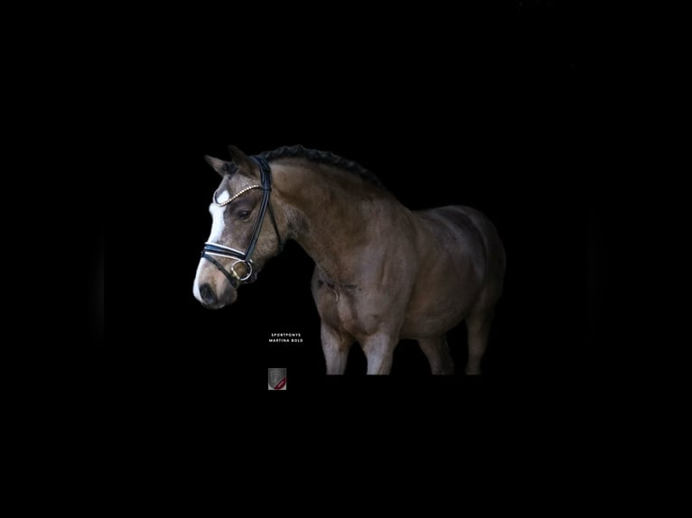 Poney de selle allemand Hongre 5 Ans 145 cm  in Recke, bei Osnabrück