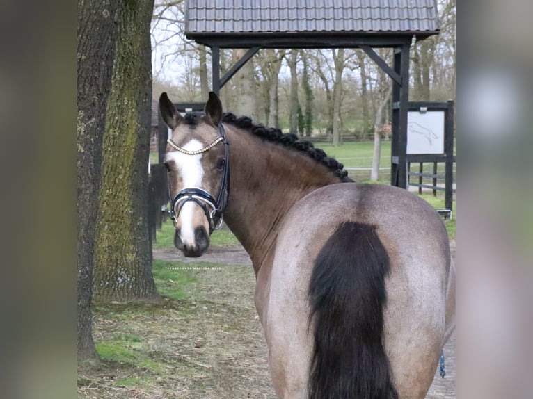 Poney de selle allemand Hongre 5 Ans 145 cm  in Recke, bei Osnabrück