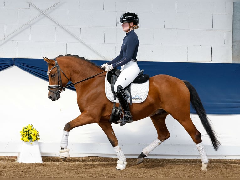 Poney de selle allemand Hongre 5 Ans 145 cm Isabelle in Marsberg