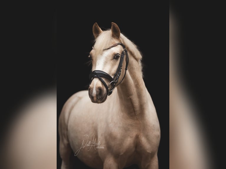 Poney de selle allemand Hongre 5 Ans 145 cm Palomino in Rehfelde