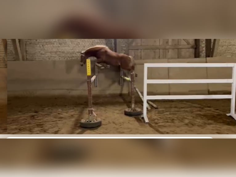 Poney de selle allemand Hongre 5 Ans 146 cm Alezan in Witten