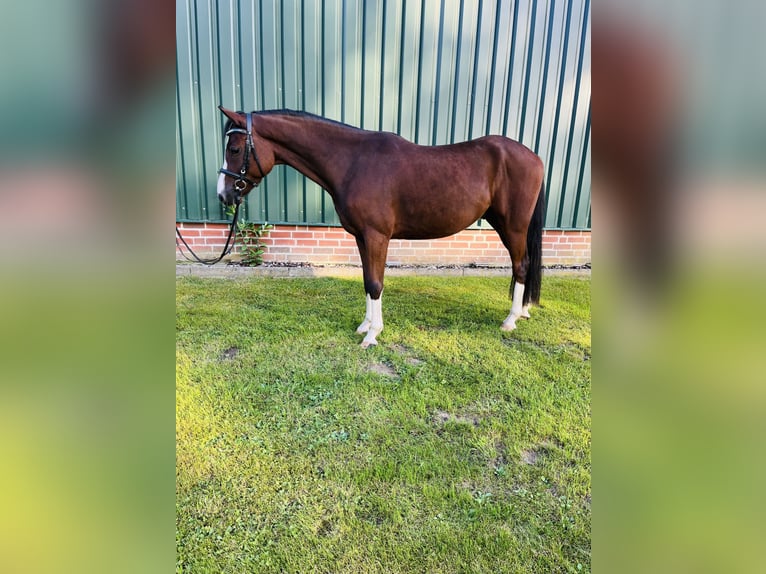 Poney de selle allemand Hongre 5 Ans 146 cm Bai in Ankum